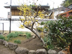 八坂神社01-3