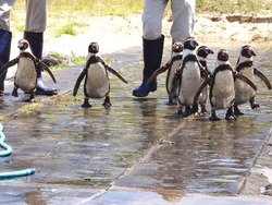 ペンギン水族館04-7