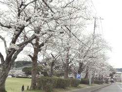 桜の里01-2