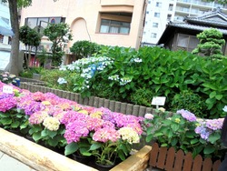 中島川01-7