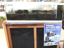 千々石03-4