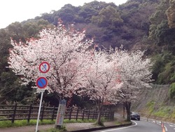 桜0328