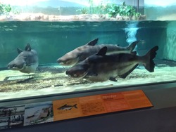 ペンギン水族館02-6