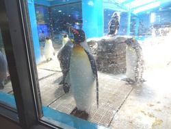 ペンギン水族館03-9