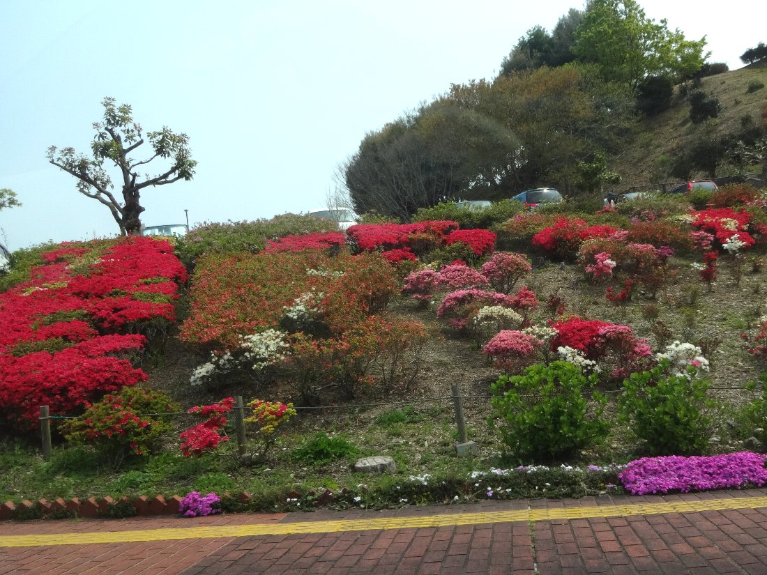 正しい休日の過ごし方 長崎の桜 中尾城公園から和三郎公園 Livedoor Blog ブログ