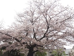 浜町・桜02-3