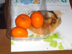 みかん01-3