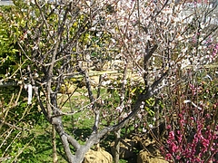 ¥°¥ê¡¼¥ó2011-03-4