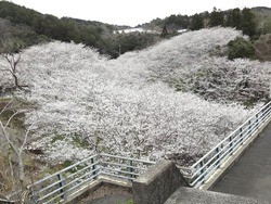 桜の里01-7
