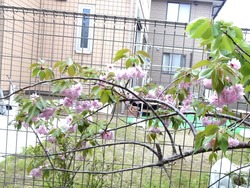 庭01