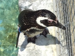 ペンギン水族館02-7