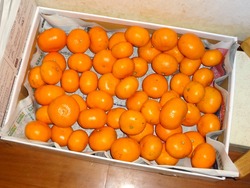 孫01-6