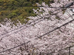 桜01