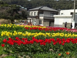 香焼チューリップ祭01-8