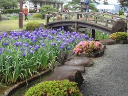 花菖蒲まつり03-2