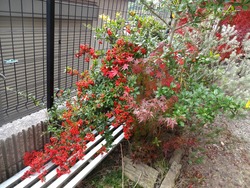 紅葉01-3