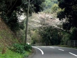 桜01-2