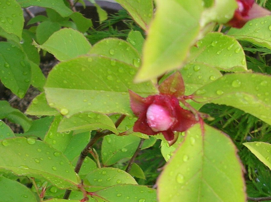 正しい休日の過ごし方 夏椿 シャラの木 の花 Livedoor Blog ブログ