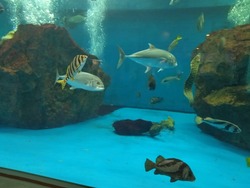 ペンギン水族館01-4