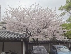 浜町・桜05-3