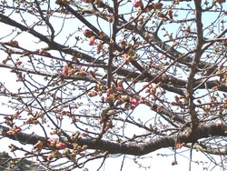 久原公園01-4