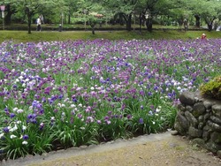 花菖蒲まつり03