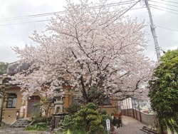 浜町・桜01-3