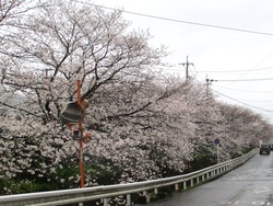 住吉の桜01-2