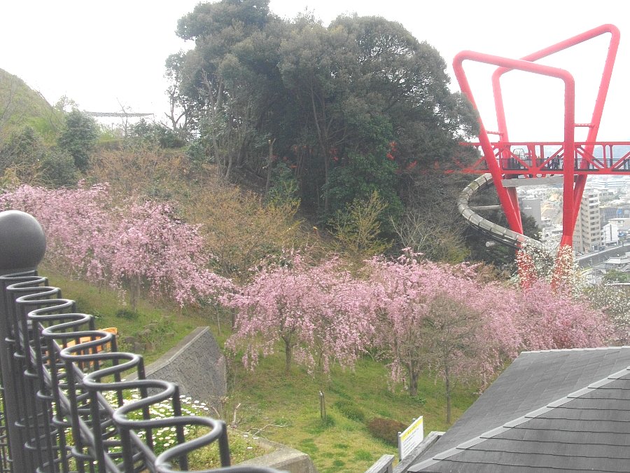 正しい休日の過ごし方 長崎の桜12 長与の 中尾城公園 Livedoor Blog ブログ