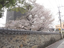 浜町・桜03-2
