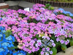 紫陽花まつり03-3