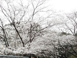 桜の里01-9