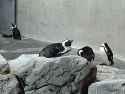 ペンギン水族館02-4