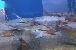 ペンギン水族館02-2