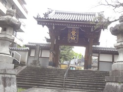 浜町・桜01