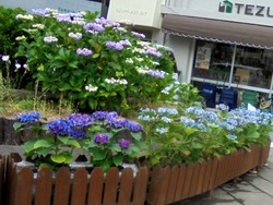 紫陽花まつり02-4