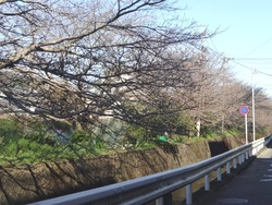 桜01