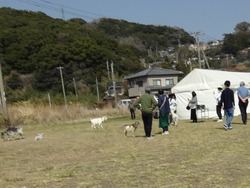 香焼チューリップ祭01