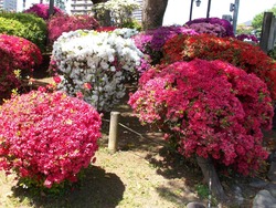 諫早公園01-3