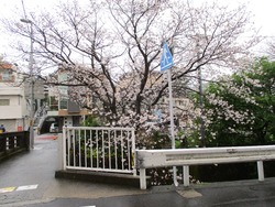 住吉の桜01