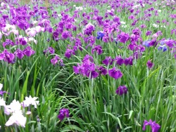 大村公園01-87