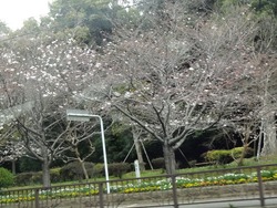 桜01