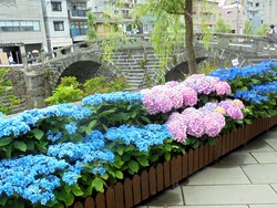 紫陽花まつり02-8