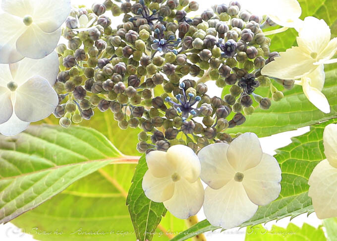 庭を彩る紫陽花 なないろpallet