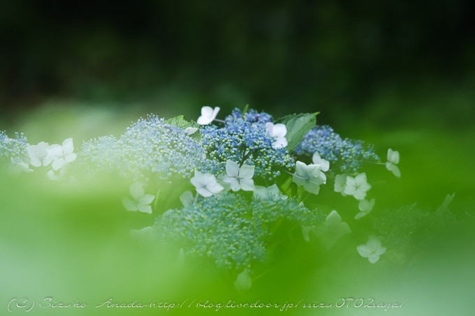 一日雨とu Nestcafeへ なないろpallet