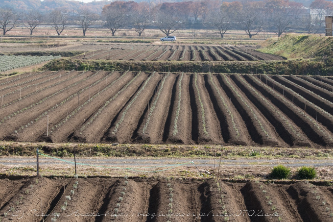 武蔵嵐山へ 嵐山渓谷の紅葉狩りそしてイラスト なないろpallet