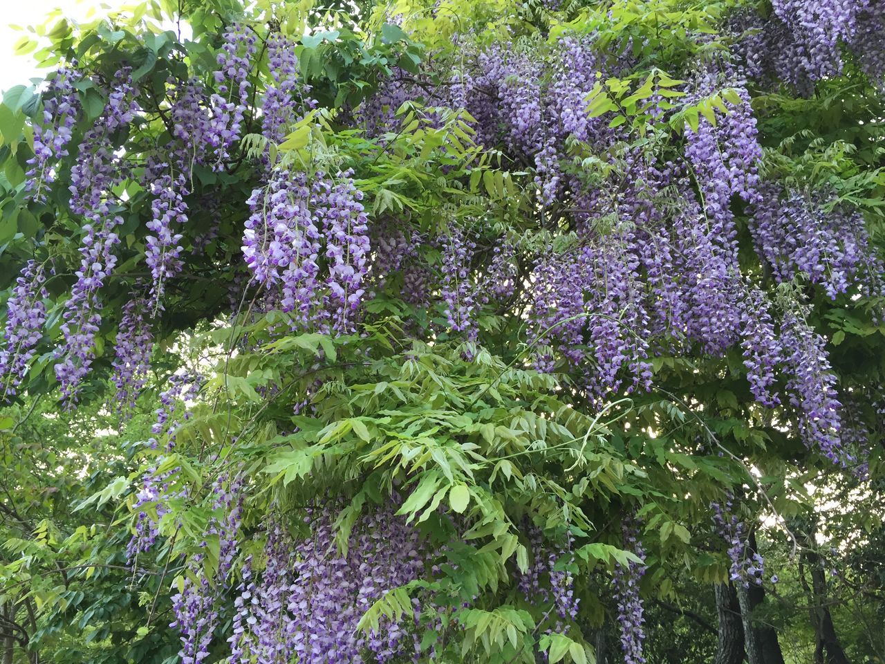 新緑の５月に咲く紫の花 あの日に帰ったら