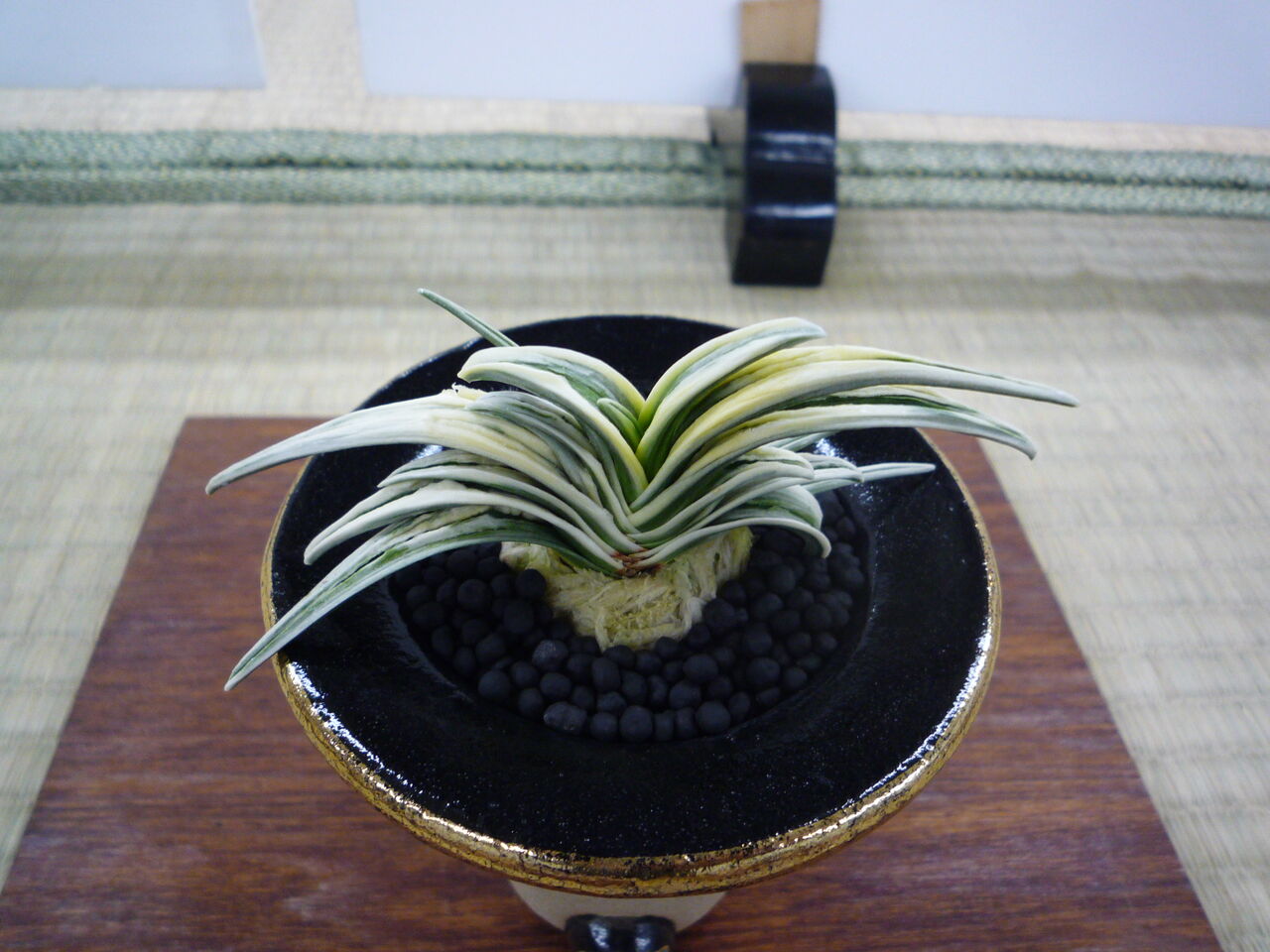 オモト 万年青 「富国殿」