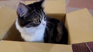 猫カフェ