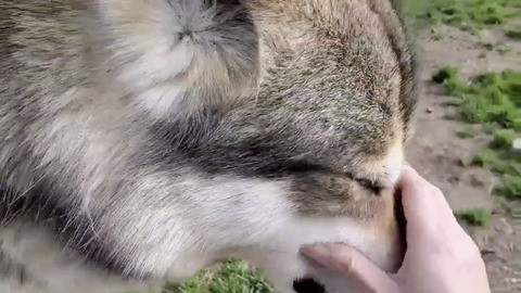 狼犬